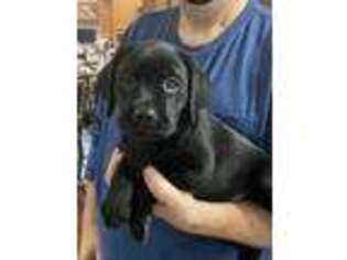 Labrador Retriever Puppy for sale in Kittrell, NC, USA