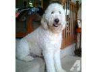 Goldendoodle Puppy for sale in STRATTANVILLE, PA, USA