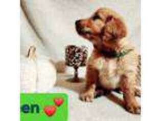 Golden Retriever Puppy for sale in Andrews, NC, USA