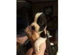 Boston Terrier Puppy for sale in Salvisa, KY, USA