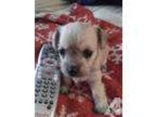Mutt Puppy for sale in WHITLEY CITY, KY, USA