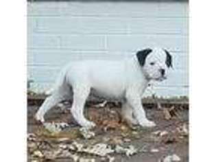 American Bulldog Puppy for sale in Saint Louis, MO, USA