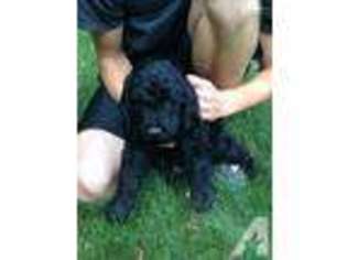 Labradoodle Puppy for sale in PROVO, UT, USA