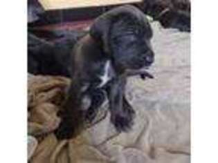 Great Dane Puppy for sale in Madera, CA, USA