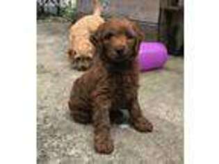 Goldendoodle Puppy for sale in Toms River, NJ, USA