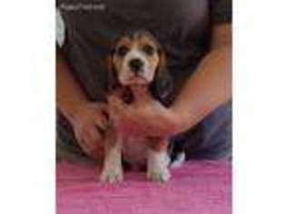 Beagle Puppy for sale in Greensboro, NC, USA