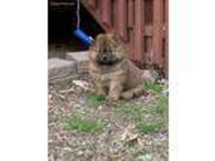 Chow Chow Puppy for sale in Lebanon, TN, USA