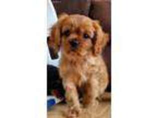 Cavalier King Charles Spaniel Puppy for sale in Half Way, MO, USA