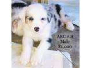 Australian Shepherd Puppy for sale in Call, TX, USA