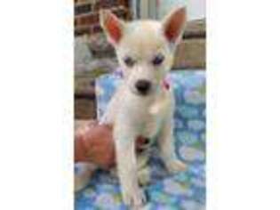 Siberian Husky Puppy for sale in Philadelphia, PA, USA