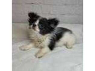 Chihuahua Puppy for sale in Starr, SC, USA