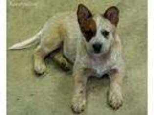 Australian Cattle Dog Puppy for sale in Greenfield, TN, USA