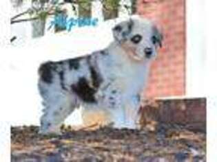 Australian Shepherd Puppy for sale in Cincinnati, OH, USA