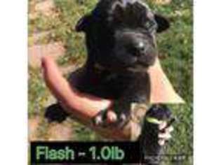 Great Dane Puppy for sale in Fort Lupton, CO, USA