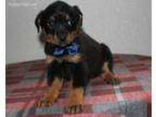 Rottweiler Puppy for sale in Berlin, OH, USA