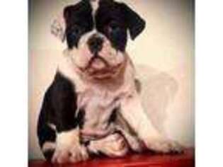 Bulldog Puppy for sale in Ben Wheeler, TX, USA
