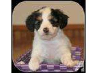 Mutt Puppy for sale in KELLOGG, MN, USA