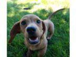Dachshund Puppy for sale in Mchenry, IL, USA