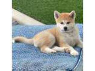 Akita Puppy for sale in Banning, CA, USA