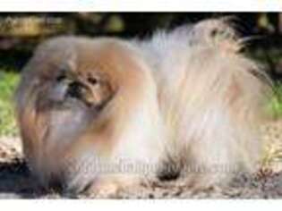 Pekingese Puppy for sale in Orlando, FL, USA