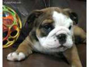 Bulldog Puppy for sale in Slidell, LA, USA
