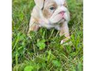 Bulldog Puppy for sale in Indianapolis, IN, USA