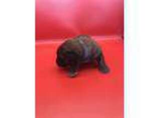 Mutt Puppy for sale in Rexford, MT, USA