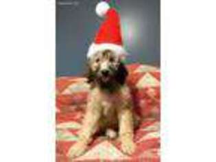 Goldendoodle Puppy for sale in Holt, MO, USA