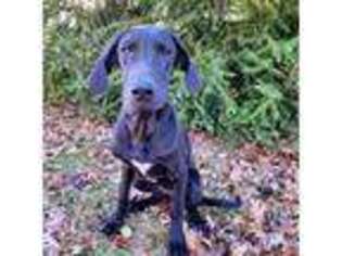 Great Dane Puppy for sale in West Plains, MO, USA