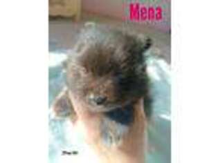 Pomeranian Puppy for sale in San Angelo, TX, USA