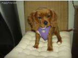 Cavalier King Charles Spaniel Puppy for sale in Vista, CA, USA
