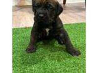 Cane Corso Puppy for sale in Marion, NC, USA