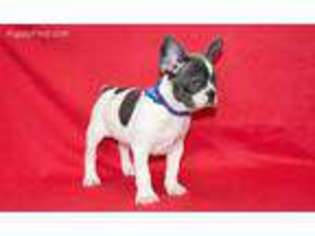 French Bulldog Puppy for sale in Altamonte Springs, FL, USA