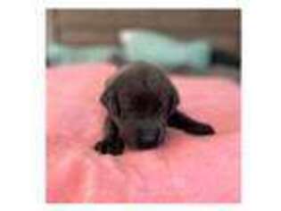 Labrador Retriever Puppy for sale in Stilwell, OK, USA