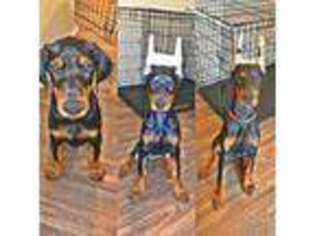 Doberman Pinscher Puppy for sale in Baltimore, MD, USA