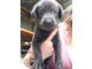 Labrador Retriever Puppy for sale in Nashville, IL, USA