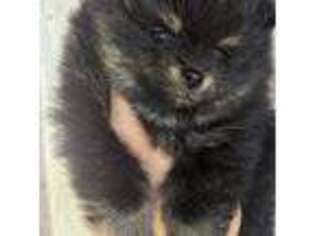 Pomeranian Puppy for sale in Brenham, TX, USA