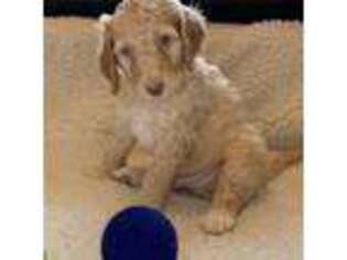 Mutt Puppy for sale in Greensboro, NC, USA