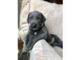 Great Dane Puppy for sale in Hillsboro, KS, USA