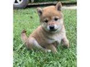 Shiba Inu Puppy for sale in Ava, MO, USA