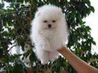 Pomeranian Puppy for sale in Auburn, ME, USA