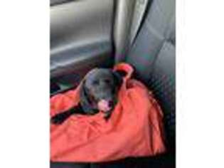 Labrador Retriever Puppy for sale in Orange, NJ, USA