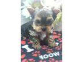 Yorkshire Terrier Puppy for sale in Olympia, WA, USA