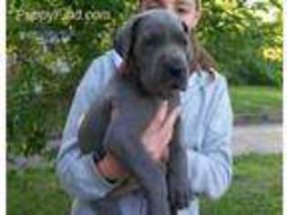 Great Dane Puppy for sale in Los Angeles, CA, USA