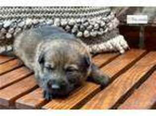 German Shepherd Dog Puppy for sale in Little Rock, AR, USA