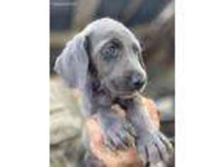 Weimaraner Puppy for sale in Edinburg, TX, USA