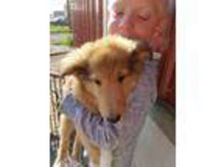 Collie Puppy for sale in Fort Recovery, OH, USA