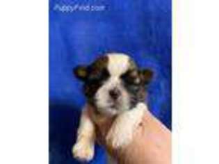 Mutt Puppy for sale in Montague, NJ, USA