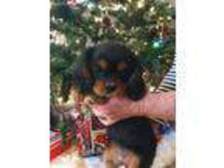 Cavalier King Charles Spaniel Puppy for sale in Canon City, CO, USA