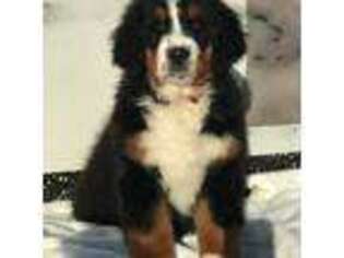 Bernese Mountain Dog Puppy for sale in Moses Lake, WA, USA